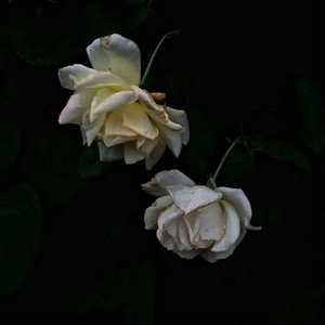 刘涛伦流澡到高潮
